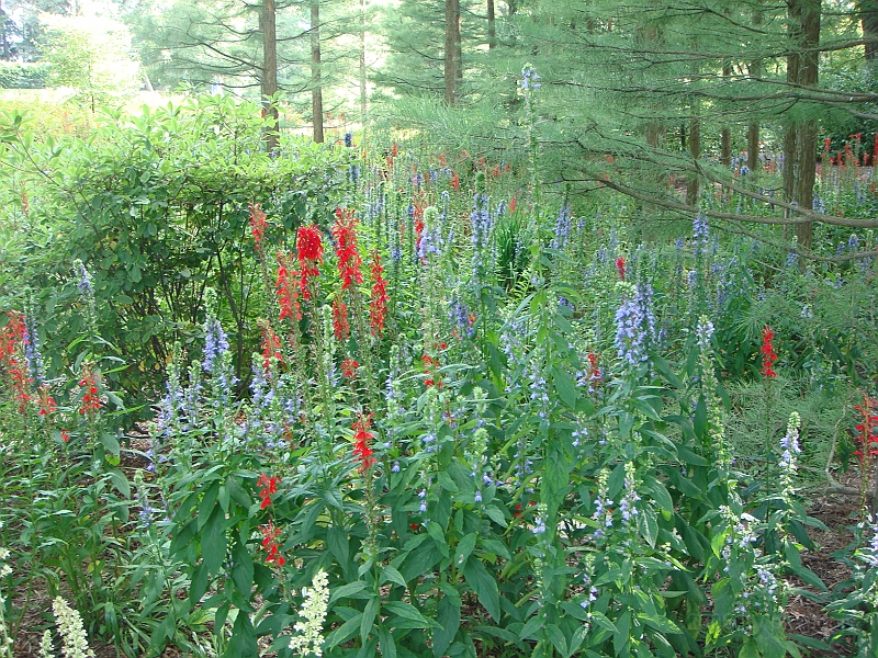 220 Longwood Gardens [2008 August 23].JPG - Longwood Gardens in Pennsylvania